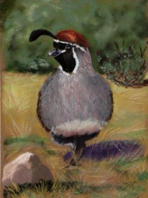 California Quail