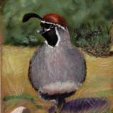 California Quail