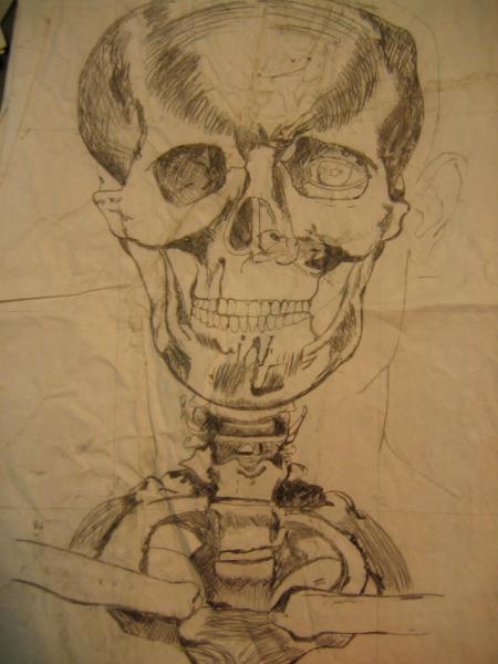 Study of the skeletal framework of the bust