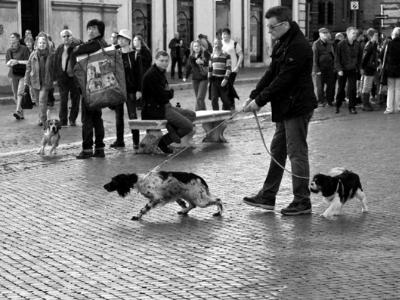 Walking the Dogs