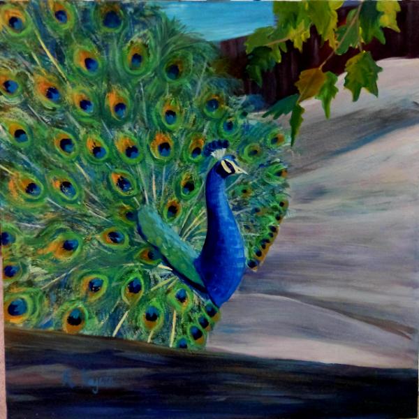 Zoo Peacock