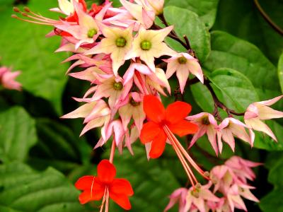 pretty flower pretty flower
