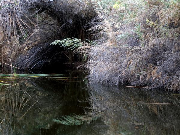 Oasis in the Living Desert