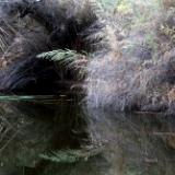 Oasis in the Living Desert