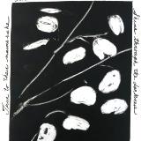 Lunaria 62: Ethereal Moonglows