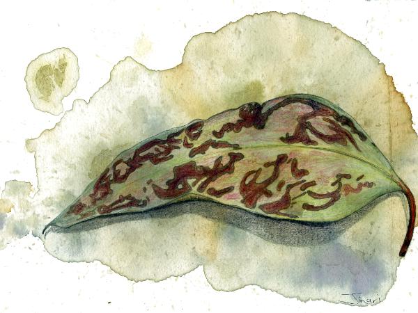 Cup moth meal