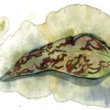 Cup moth meal