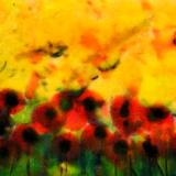 Coquelicot