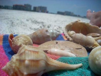 Conch Shells on Tiger Tail