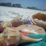 Conch Shells on Tiger Tail