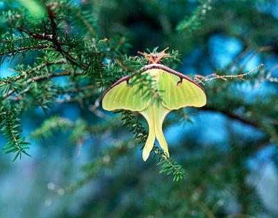 Luna Moth