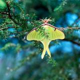 Luna Moth