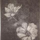 Intaglio Prints Intaglio Prints