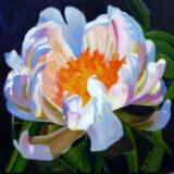 PEONY - OIL - 20X20 SOLD