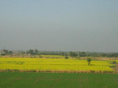 Mustard Field