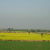 Mustard Field