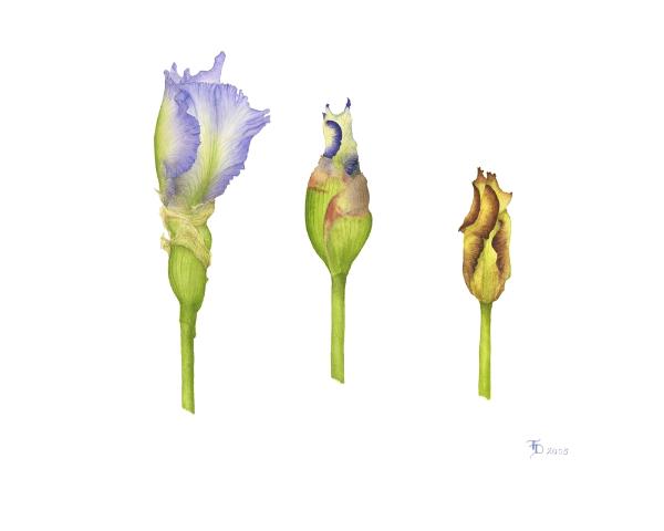 Iris Buds