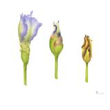 Iris Buds