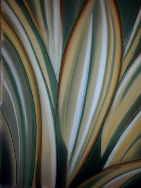 "False Agave"