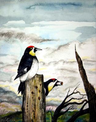 “Acorn Woodpeckers” “Acorn Woodpeckers”