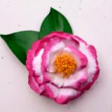 Betty Sheffield Camellia Japonica Hair Clip
