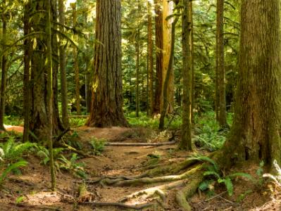 Cathedral Grove Giants Panorama Cathedral Grove Giants Panorama