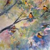 Robins in Spring