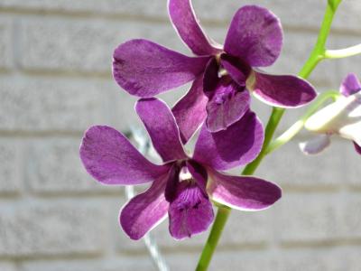 Dendrobium