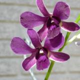 Dendrobium