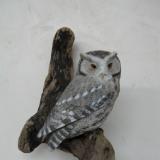 Half size Screech Owl (grey phase) 2