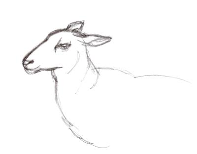 Gazelle Gazelle