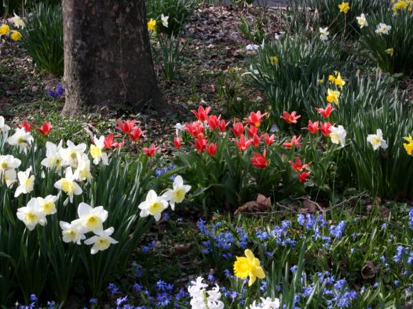 Spring Flowers