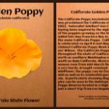 Golden Poppy California State Flower