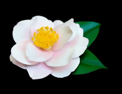 Camellia Japonica Magnoliaeflora Pin Camellia Japonica Magnoliaeflora Pin