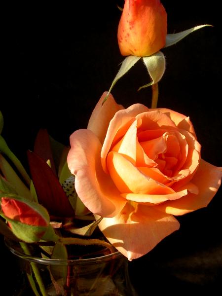 Peach Rose