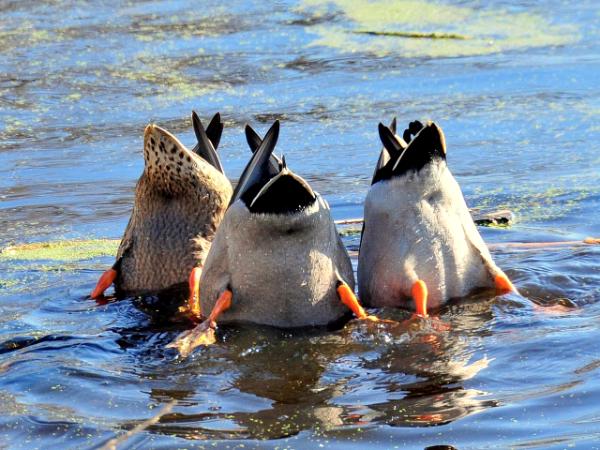 Mallards Tipping