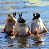 Mallards Tipping
