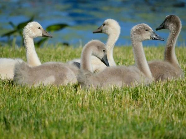 Cygnets