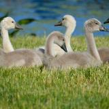 Cygnets