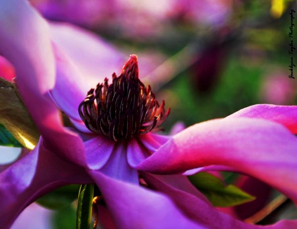 Purple Jane Magnolia at Sunset