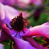 Purple Jane Magnolia at Sunset