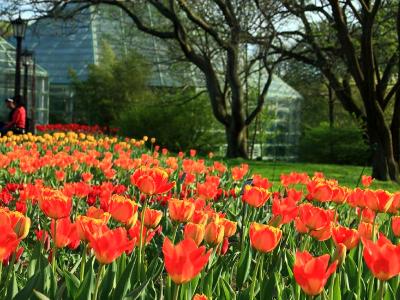 Tulips @ BBG Tulips @ BBG
