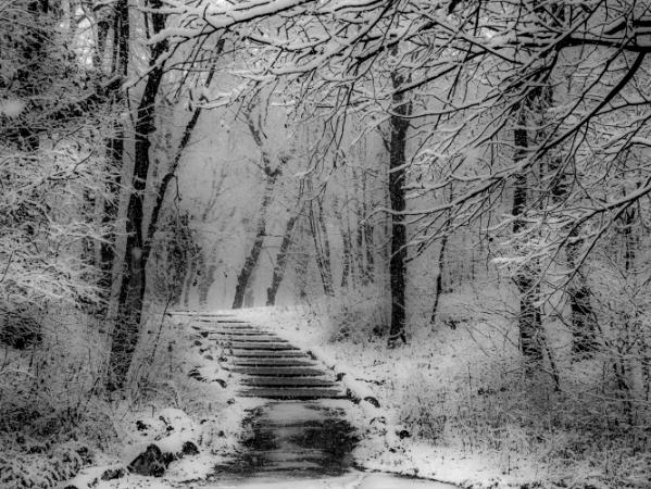 Snowy Steps