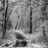 Snowy Steps