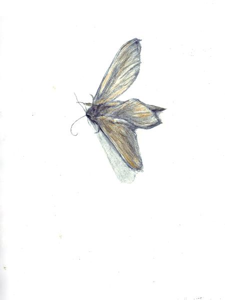 Moth