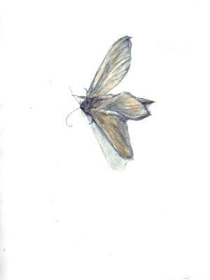 Moth Moth