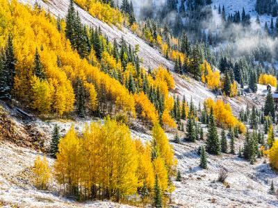 Aspen and Evergreen Foggy Mountainside Aspen and Evergreen Foggy Mountainside
