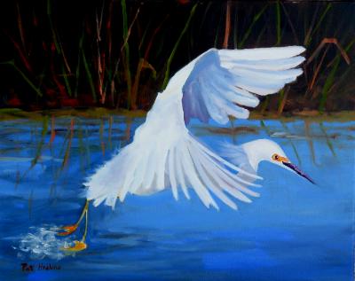 Snowy Egret Taking Off - oil - 16x20