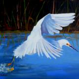 Snowy Egret Taking Off - oil - 16x20