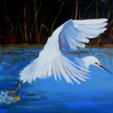 Snowy Egret Taking Off - oil - 16x20